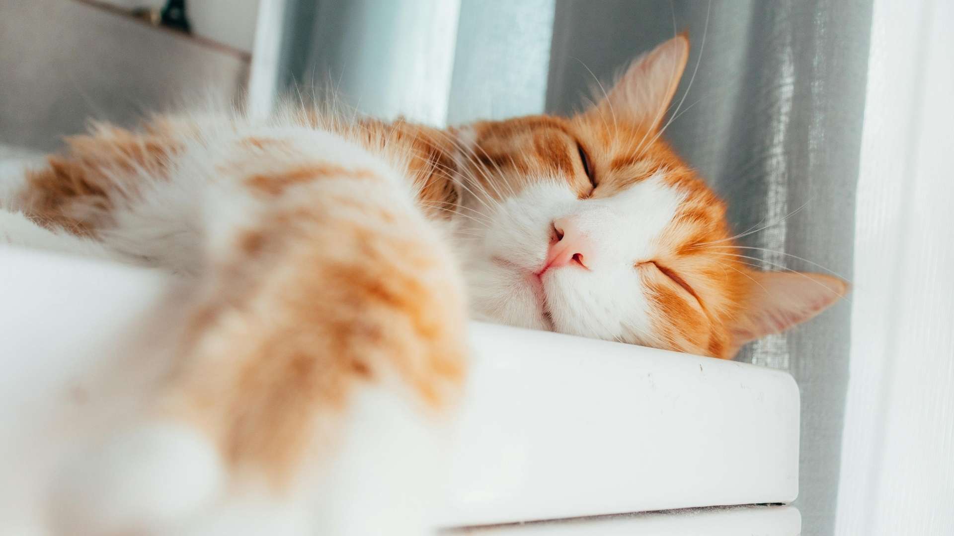 gato durmiendo